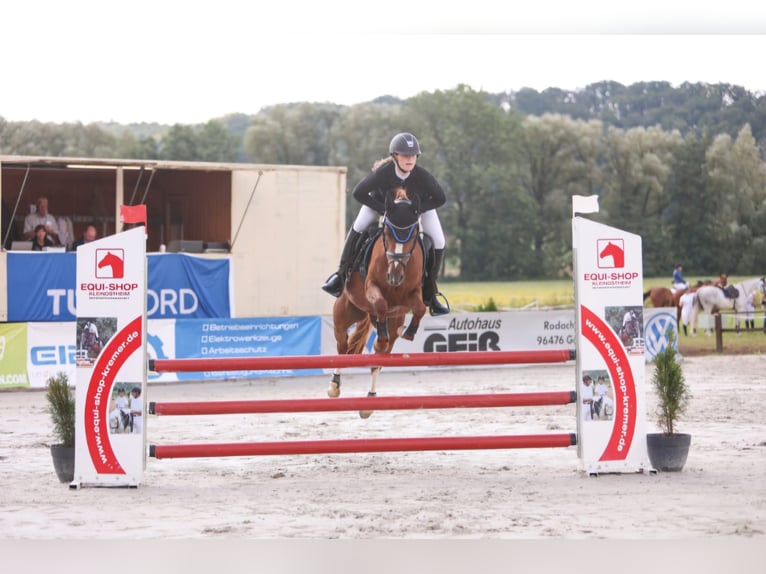 Deutsches Reitpony Stute 5 Jahre 144 cm Fuchs in Eckersdorf