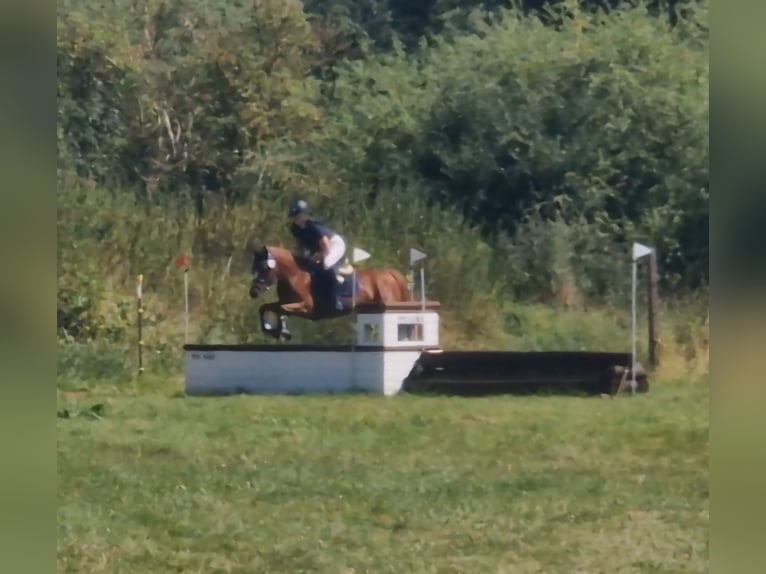 Deutsches Reitpony Stute 5 Jahre 144 cm Fuchs in Eckersdorf