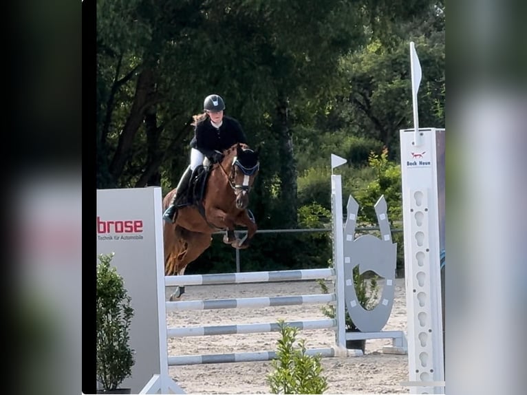 Deutsches Reitpony Stute 5 Jahre 144 cm Fuchs in Eckersdorf