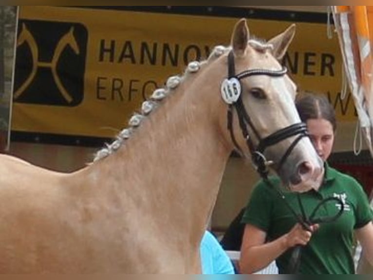 Deutsches Reitpony Stute 5 Jahre 144 cm Palomino in T&#xF6;nisvorst