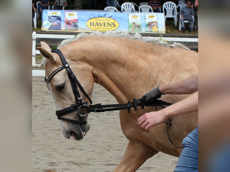Deutsches Reitpony Stute 5 Jahre 144 cm Palomino in T&#xF6;nisvorst