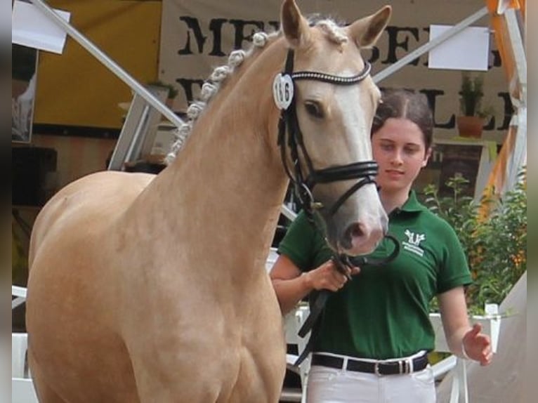 Deutsches Reitpony Stute 5 Jahre 144 cm Palomino in T&#xF6;nisvorst