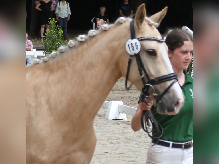 Deutsches Reitpony Stute 5 Jahre 144 cm Palomino in T&#xF6;nisvorst