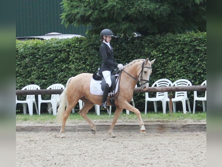 Deutsches Reitpony Stute 5 Jahre 144 cm Palomino in T&#xF6;nisvorst