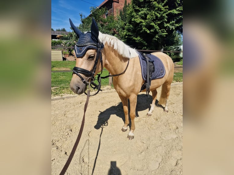 Deutsches Reitpony Stute 5 Jahre 144 cm Palomino in Datteln