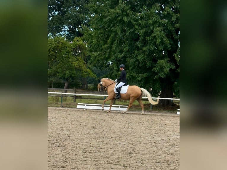 Deutsches Reitpony Stute 5 Jahre 144 cm Palomino in Datteln