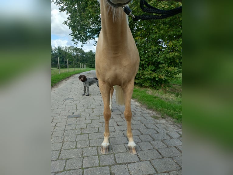 Deutsches Reitpony Stute 5 Jahre 144 cm Palomino in Datteln