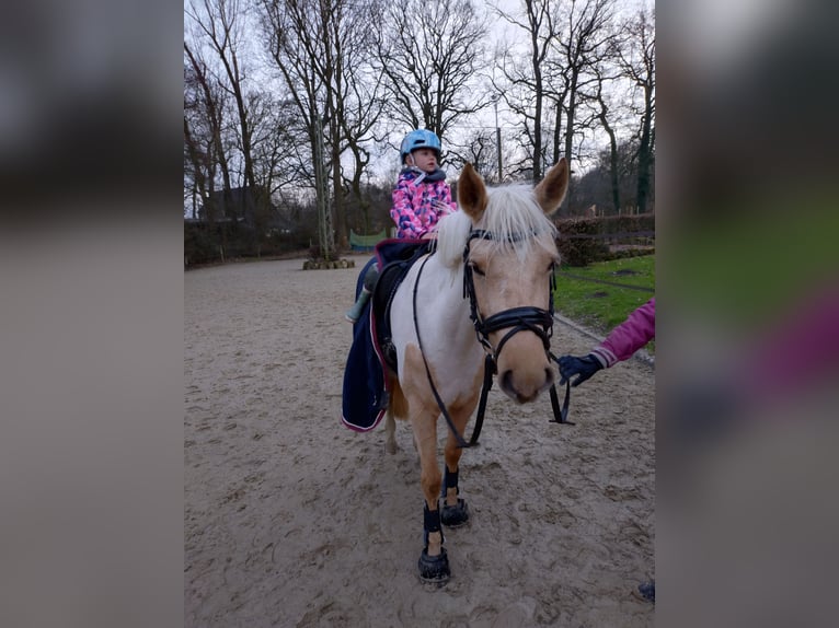 Deutsches Reitpony Stute 5 Jahre 144 cm Palomino in Datteln