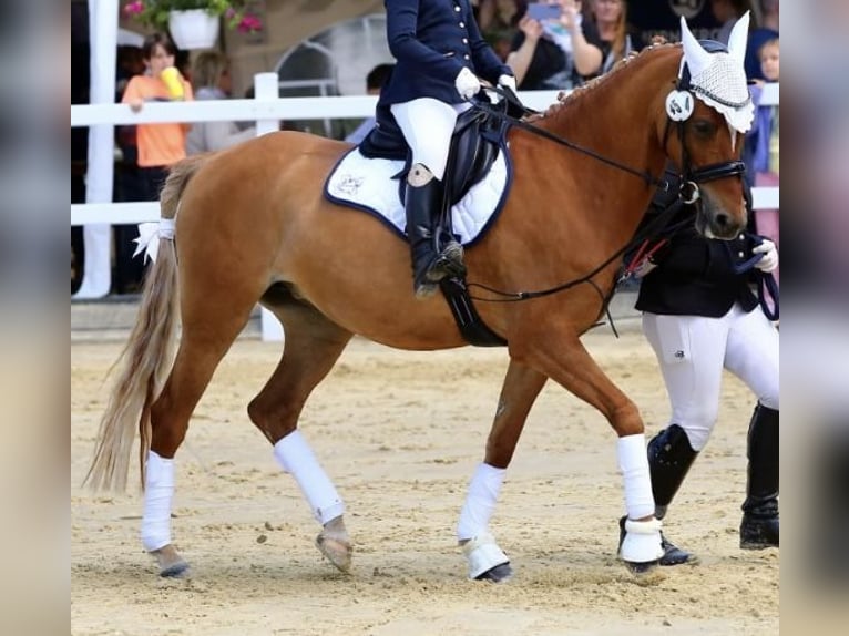 Deutsches Reitpony Stute 5 Jahre 144 cm Red Dun in Haltern am See