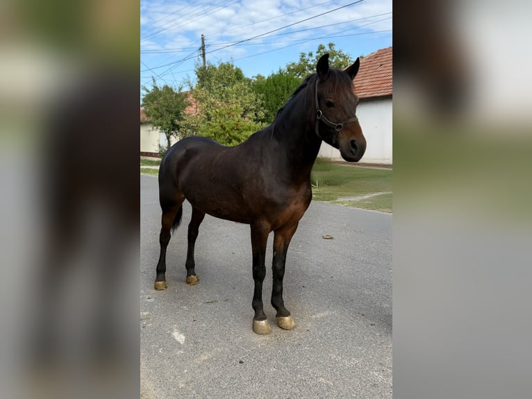 Deutsches Reitpony Stute 5 Jahre 145 cm Brauner in Kiskunhalas