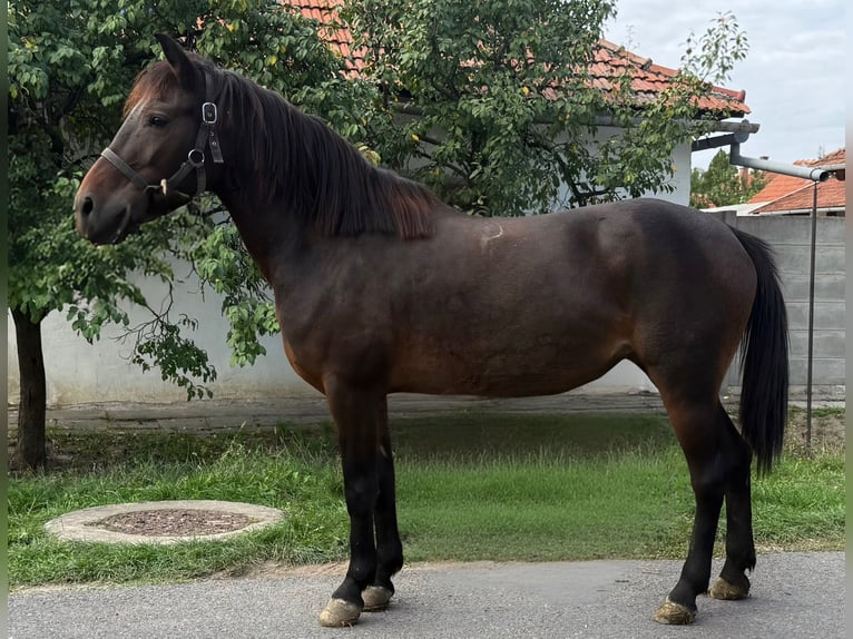 Deutsches Reitpony Stute 5 Jahre 145 cm Brauner in Kiskunhalas
