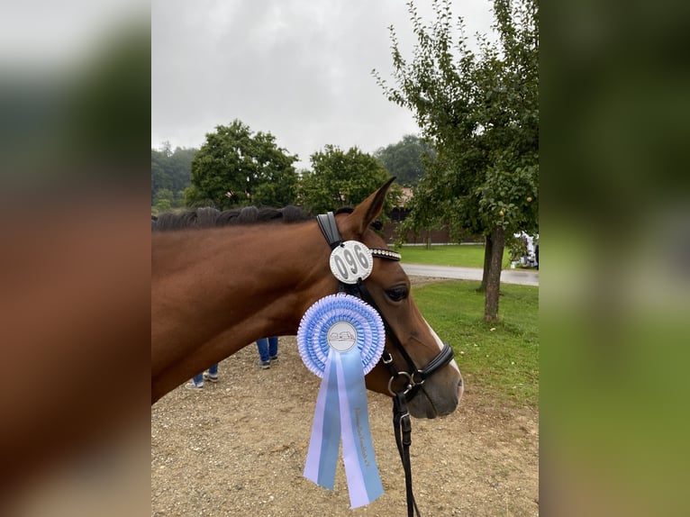 Deutsches Reitpony Stute 5 Jahre 145 cm Brauner in Inning am Ammersee