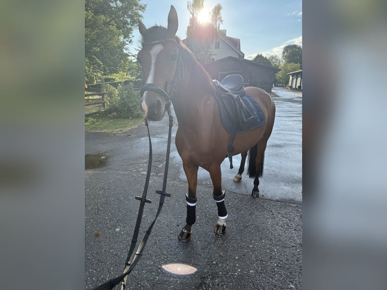 Deutsches Reitpony Stute 5 Jahre 145 cm Brauner in Inning am Ammersee