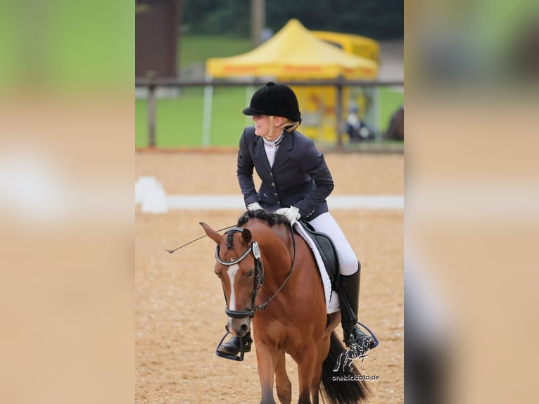 Deutsches Reitpony Stute 5 Jahre 145 cm Brauner in Inning am Ammersee