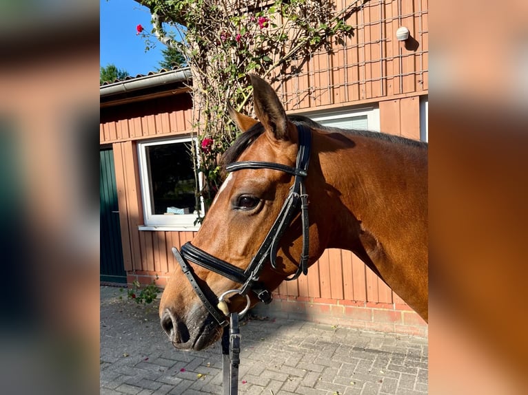 Deutsches Reitpony Stute 5 Jahre 145 cm Brauner in Wangerland
