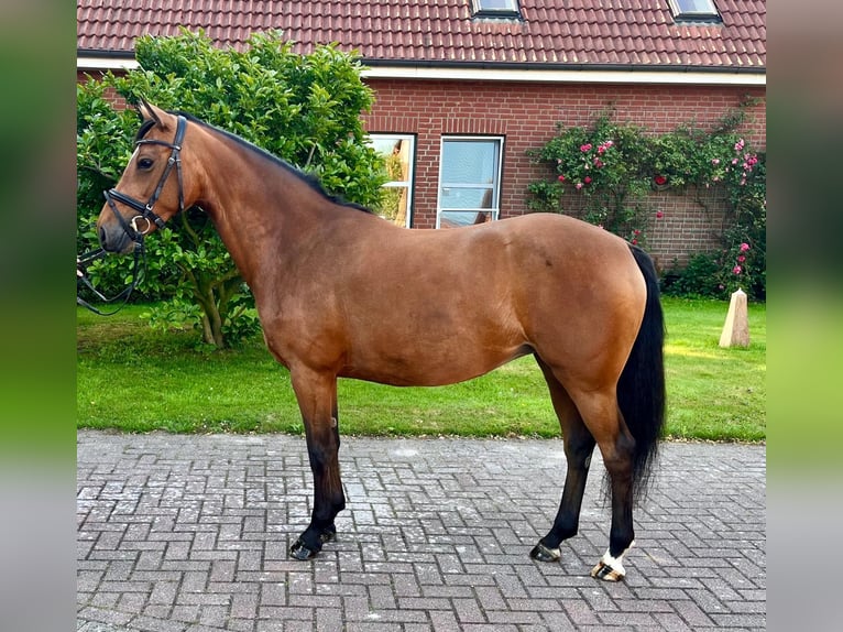 Deutsches Reitpony Stute 5 Jahre 145 cm Brauner in Wangerland