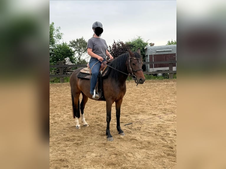 Deutsches Reitpony Stute 5 Jahre 145 cm Brauner in Kirf