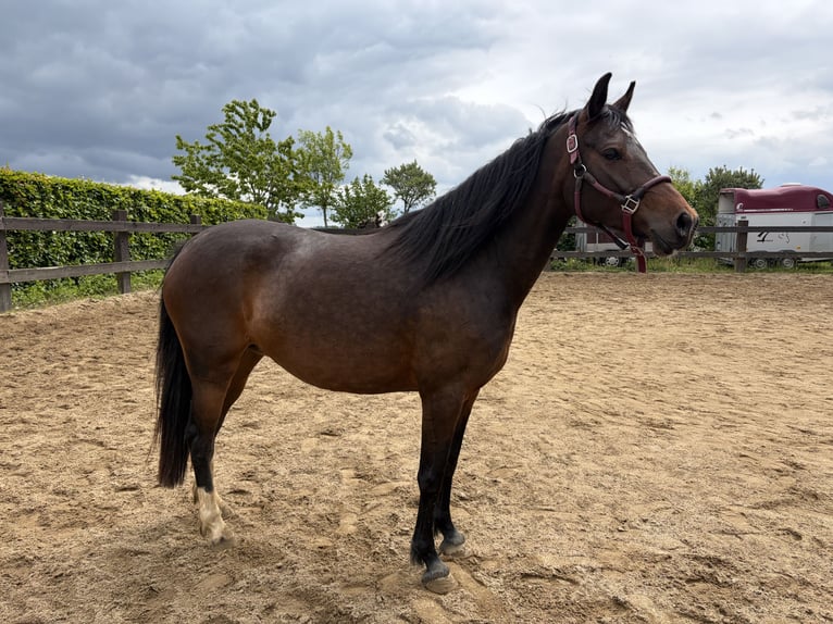 Deutsches Reitpony Stute 5 Jahre 145 cm Brauner in Kirf