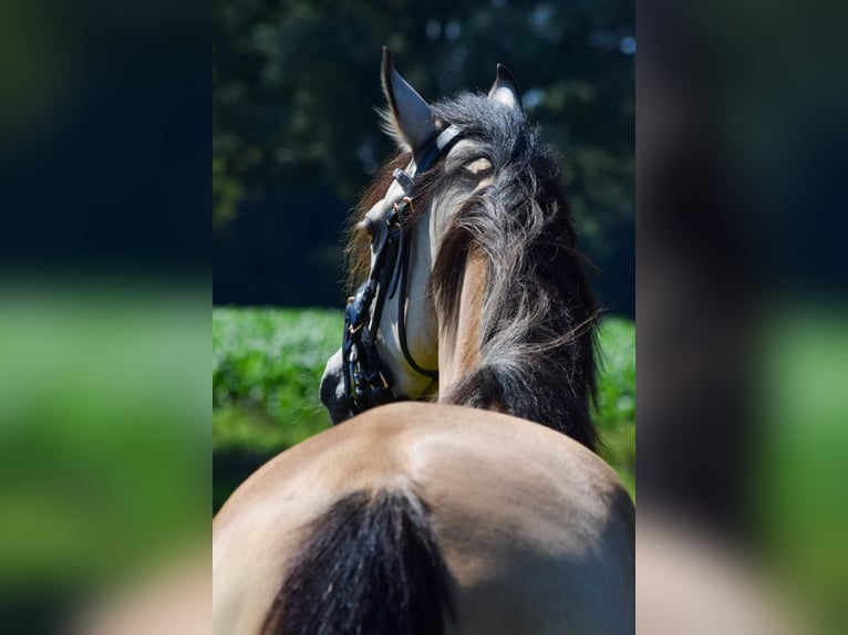 Deutsches Reitpony Stute 5 Jahre 145 cm Buckskin in Wesel
