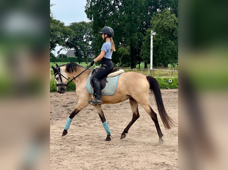 Deutsches Reitpony Stute 5 Jahre 145 cm Buckskin in Wesel