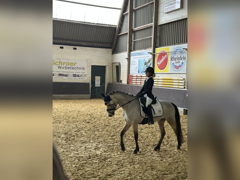 Deutsches Reitpony Stute 5 Jahre 145 cm Buckskin in Wesel