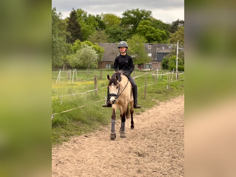 Deutsches Reitpony Stute 5 Jahre 145 cm Buckskin in Wesel