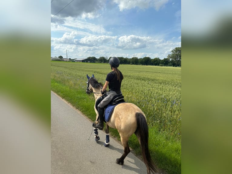 Deutsches Reitpony Stute 5 Jahre 145 cm Buckskin in Wesel
