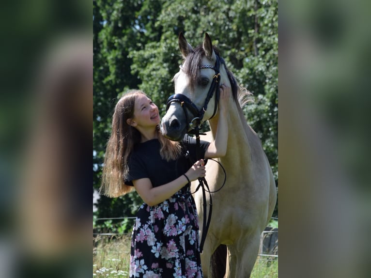 Deutsches Reitpony Stute 5 Jahre 145 cm Buckskin in Wesel
