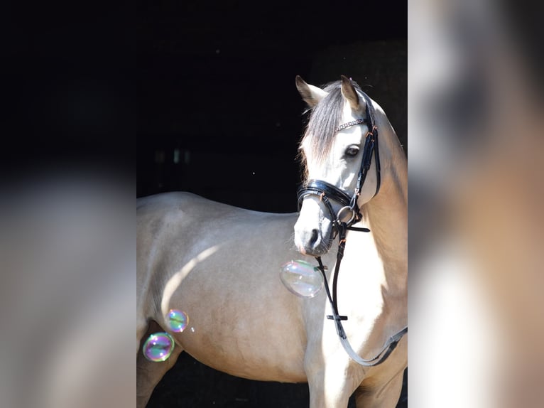 Deutsches Reitpony Stute 5 Jahre 145 cm Buckskin in Wesel