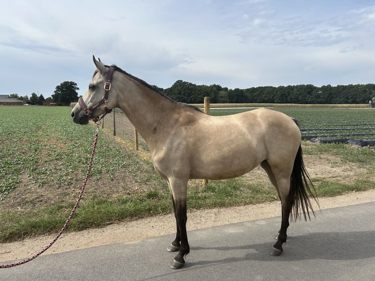 Deutsches Reitpony Stute 5 Jahre 145 cm Buckskin in Wesel