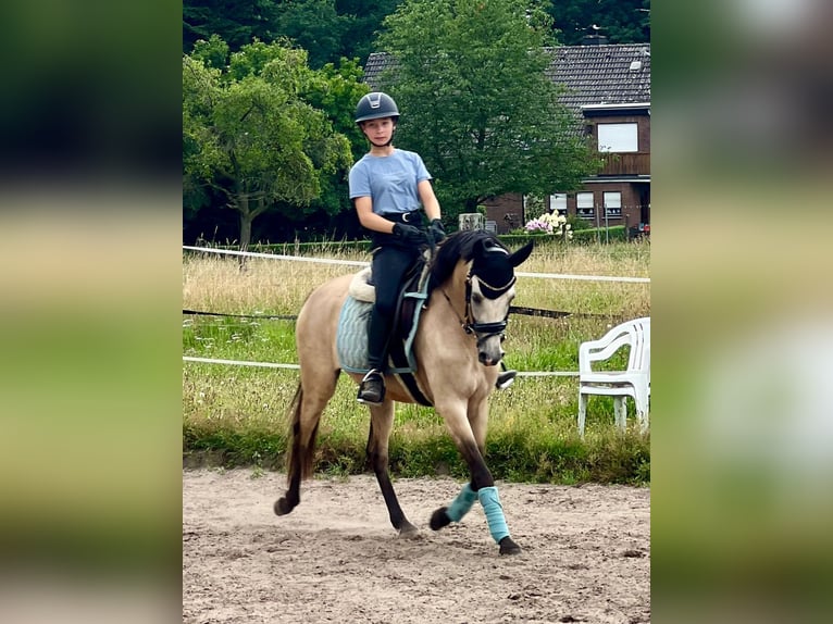 Deutsches Reitpony Stute 5 Jahre 145 cm Buckskin in Wesel