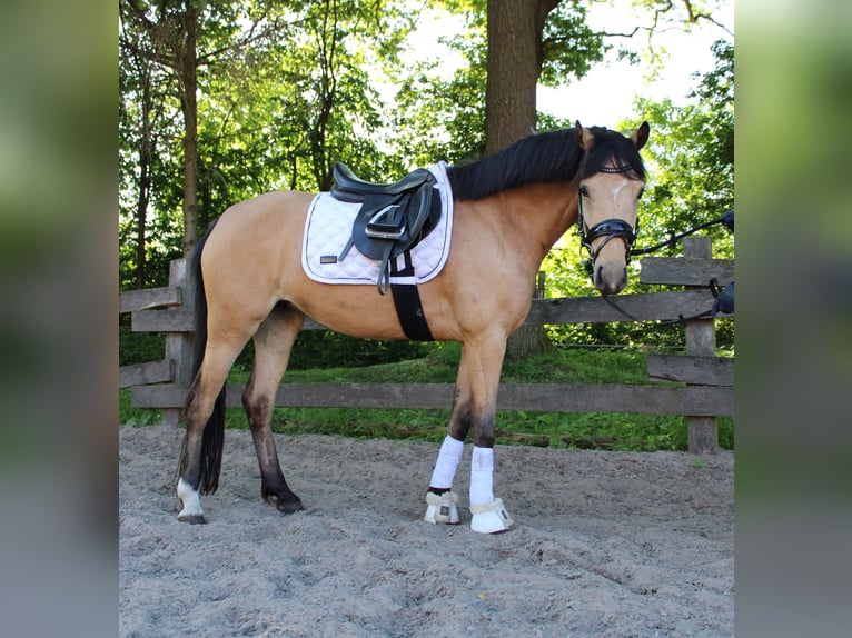 Deutsches Reitpony Stute 5 Jahre 145 cm Buckskin in Greven