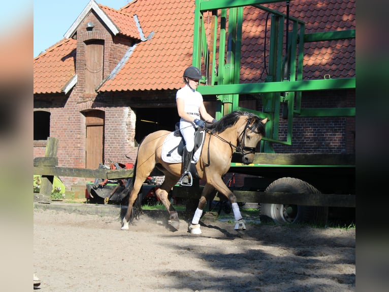 Deutsches Reitpony Stute 5 Jahre 145 cm Buckskin in Greven