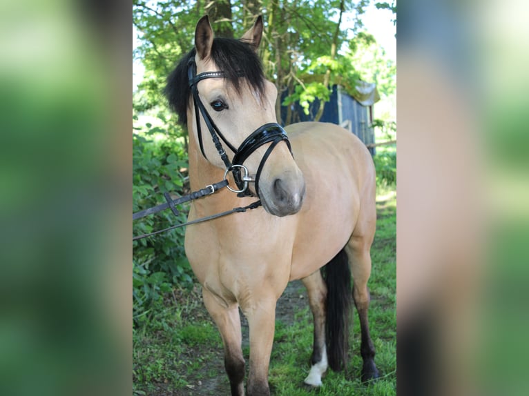 Deutsches Reitpony Stute 5 Jahre 145 cm Buckskin in Greven