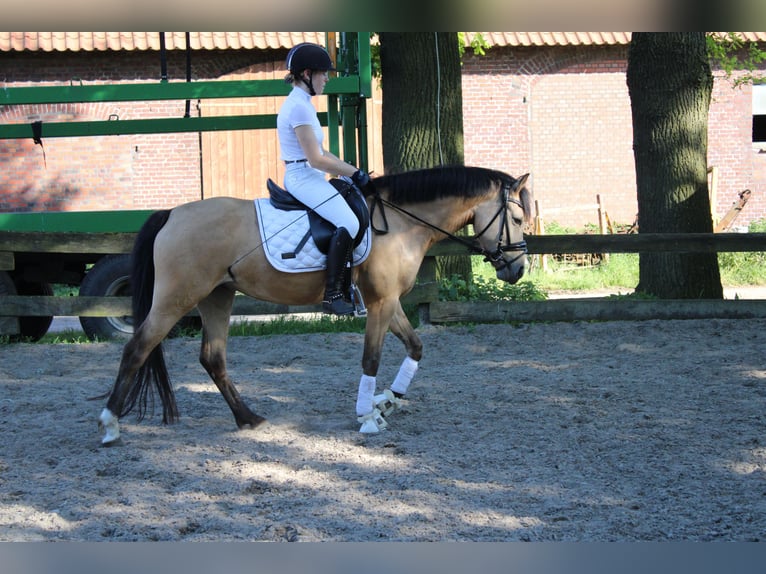 Deutsches Reitpony Stute 5 Jahre 145 cm Buckskin in Greven