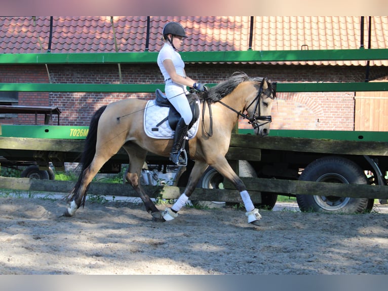 Deutsches Reitpony Stute 5 Jahre 145 cm Buckskin in Greven