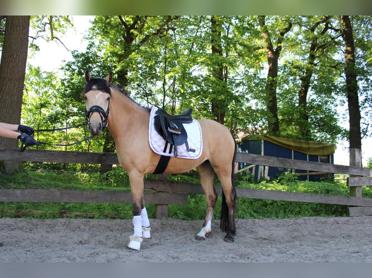 Deutsches Reitpony Stute 5 Jahre 145 cm Buckskin in Greven