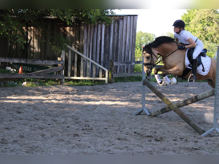 Deutsches Reitpony Stute 5 Jahre 145 cm Buckskin in Greven