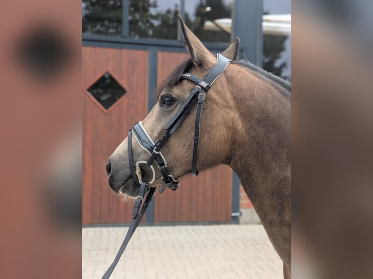 Deutsches Reitpony Stute 5 Jahre 145 cm Buckskin in Quickborn