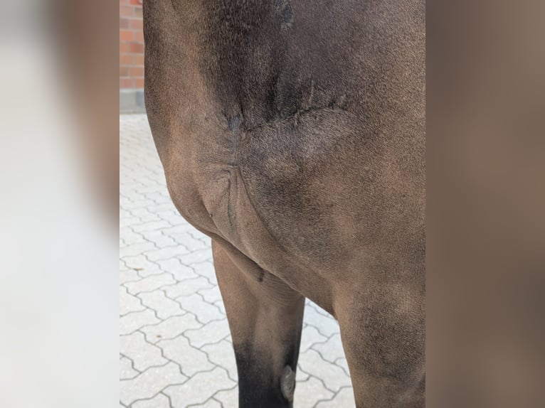 Deutsches Reitpony Stute 5 Jahre 145 cm Buckskin in Quickborn