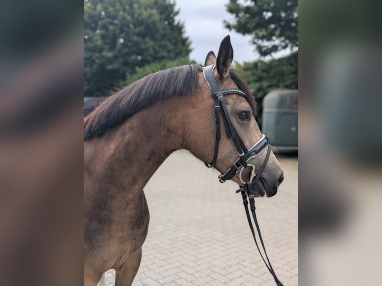 Deutsches Reitpony Stute 5 Jahre 145 cm Buckskin in Quickborn