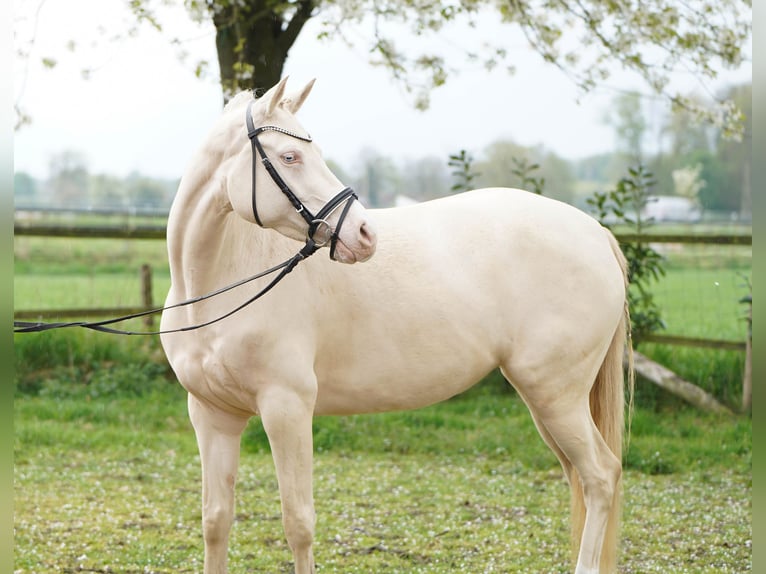 Deutsches Reitpony Stute 5 Jahre 145 cm Cremello in Bocholt