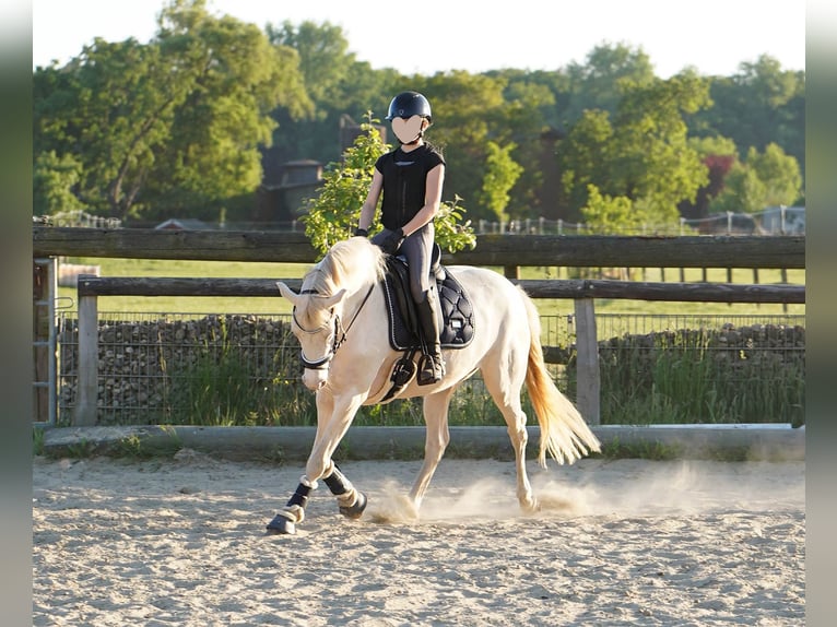 Deutsches Reitpony Stute 5 Jahre 145 cm Cremello in Bocholt