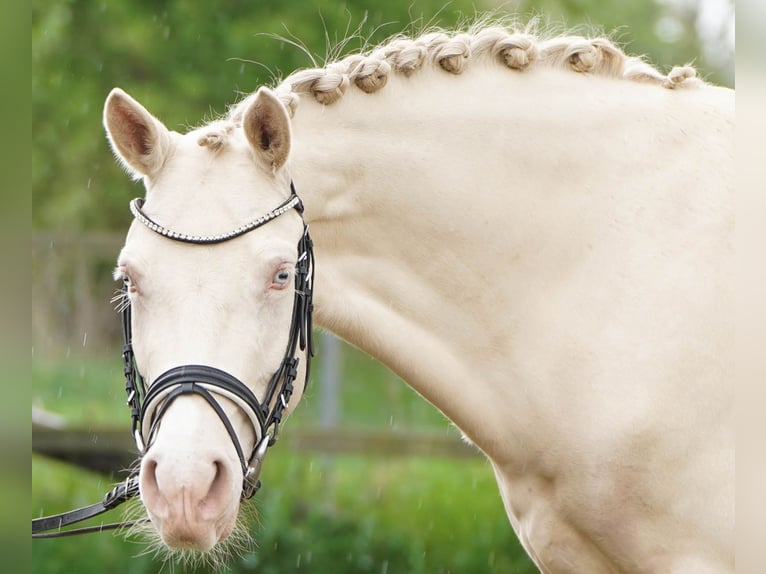 Deutsches Reitpony Stute 5 Jahre 145 cm Cremello in Bocholt