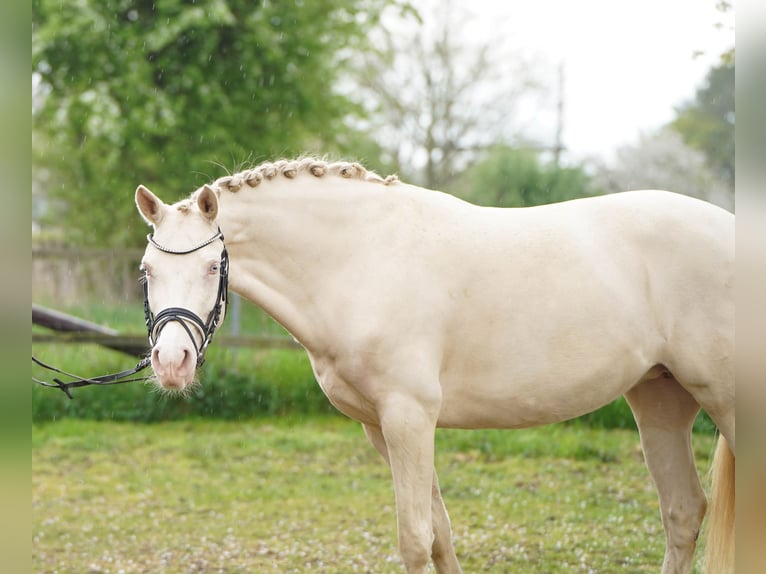 Deutsches Reitpony Stute 5 Jahre 145 cm Cremello in Bocholt