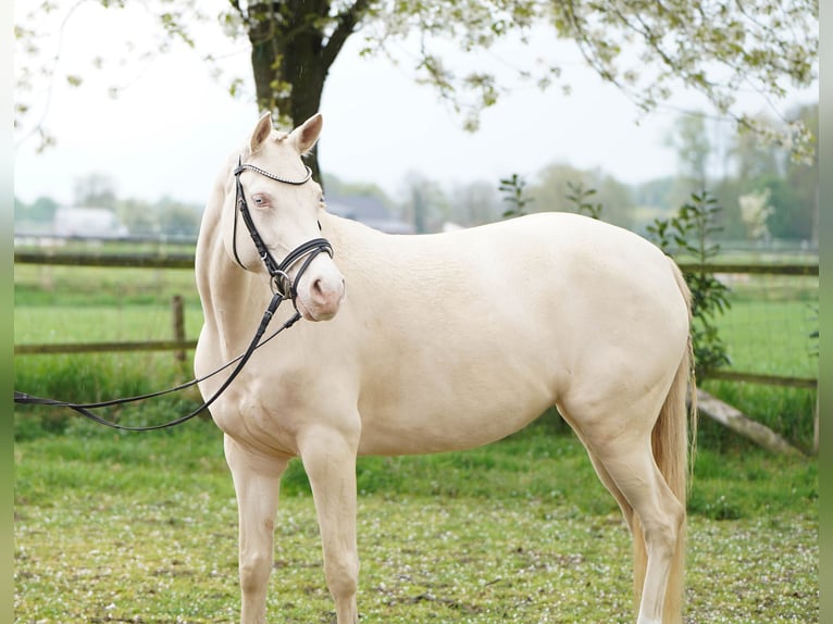 Deutsches Reitpony Stute 5 Jahre 145 cm Cremello in Bocholt