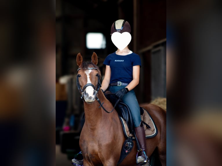Deutsches Reitpony Stute 5 Jahre 145 cm Dunkelfuchs in Handewitt