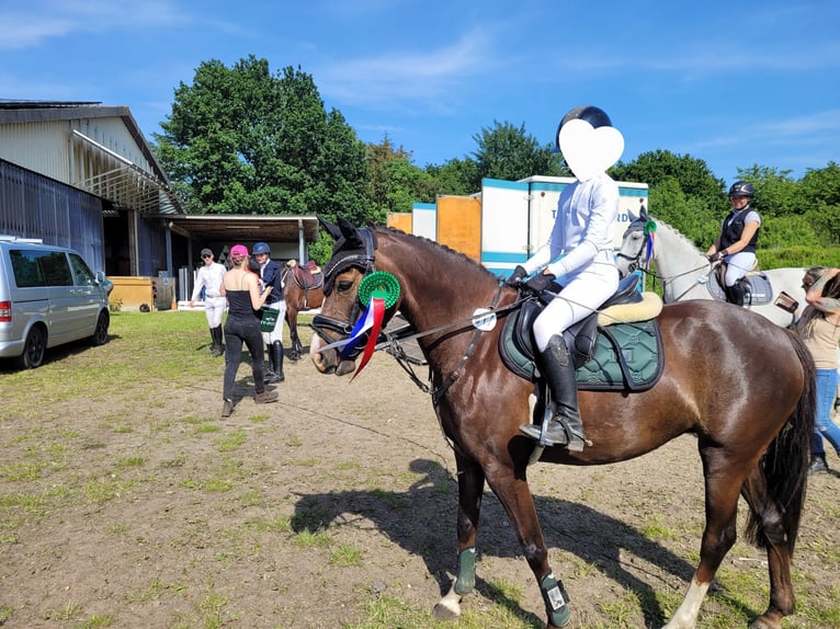 Deutsches Reitpony Stute 5 Jahre 145 cm Dunkelfuchs in Handewitt