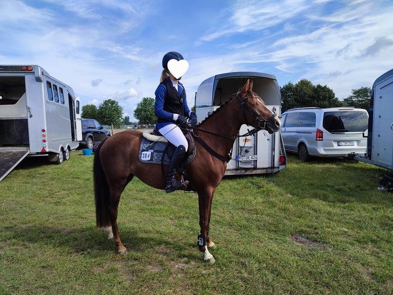 Deutsches Reitpony Stute 5 Jahre 145 cm Dunkelfuchs in Handewitt