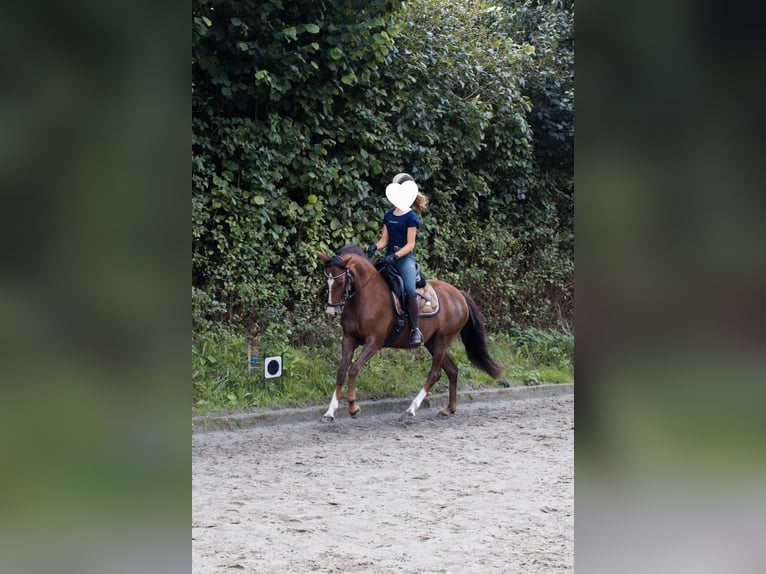 Deutsches Reitpony Stute 5 Jahre 145 cm Dunkelfuchs in Handewitt